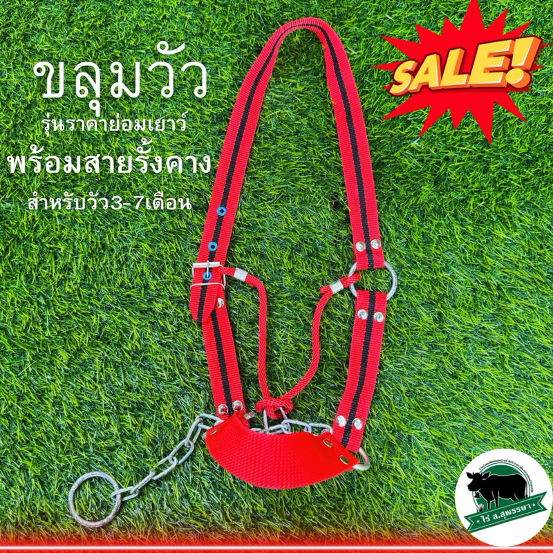 ขลุมวัว ขลุมจูงวัว *พร้อมสายรั้งคาง ผ้าดีมาก รุ่นราคาย่อมเยาว์ เม่าวัว สายจูงฝึกวัว