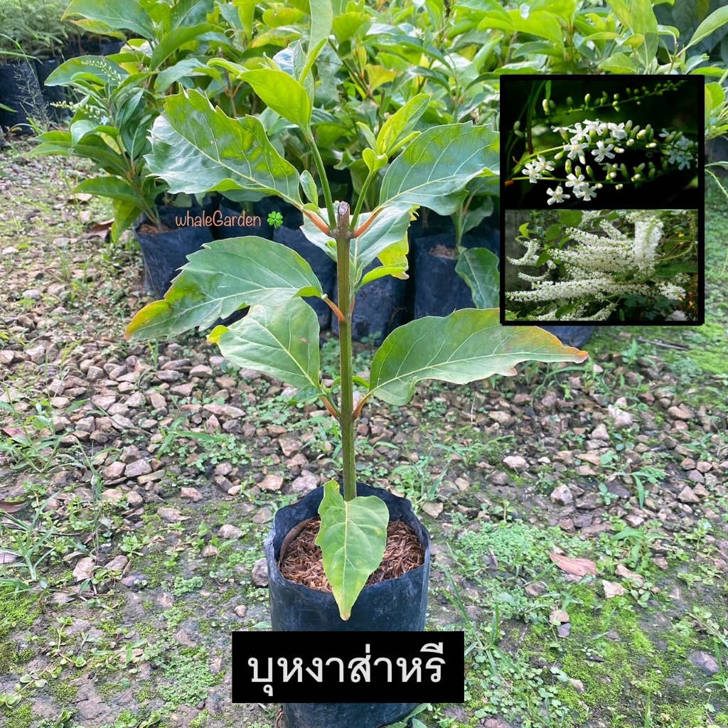 ต้นบุหงาส่าหรี บุหงาบาหลี กิ่่งชำ Florida fiddlewood บุหงาส่าหรี ดอกมีกลิ่นหอม (รับประกัน ส่งใหม่ฟรี หากสินค้าเเสียหาย!)