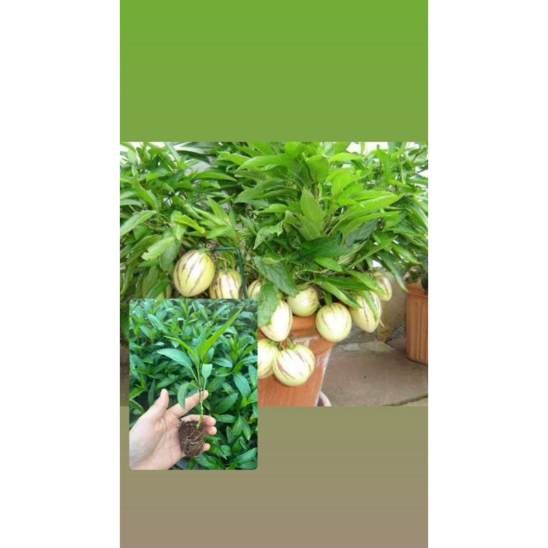🌱ต้นกล้า🪴เปปิโนเมล่อน🌳สีเขียว👉รากแน่นแข็งแรง👉พร้อมส่ง