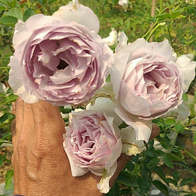 กุหลาบ⚘พุ่มเตี้ยหอมแรง "Lucifer Rose"
