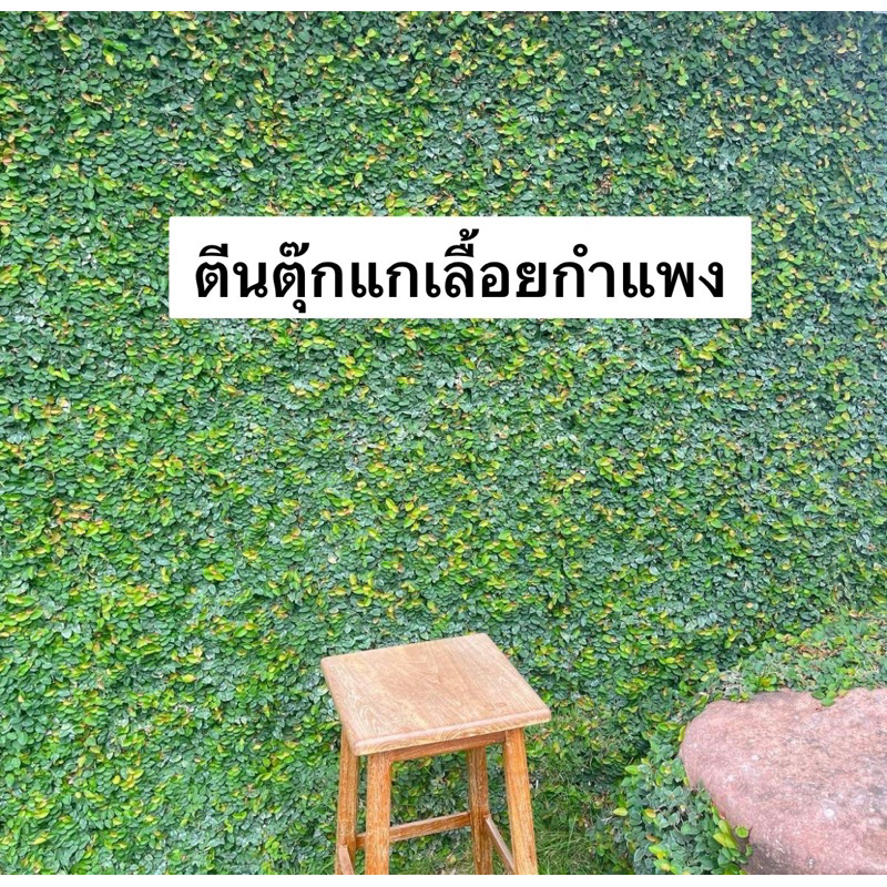🌿TLP*​ ส่งพร้อมถุงดิน* ตีนตุ๊กแก ต้นตีนตุ๊กแกเลื้อยเกาะเสากำแพงใบเล็กเลื้อยเร็ว​ เปลี่ยนรั้วเก่า