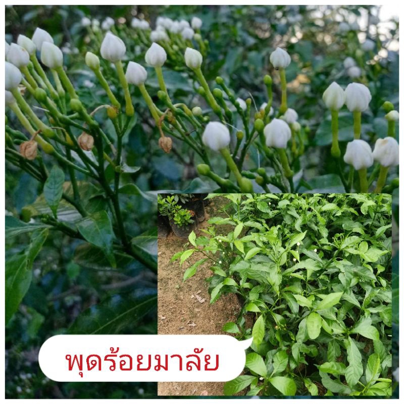 ต้นพุดฝรั่งหรือพุดร้อยมาลัย