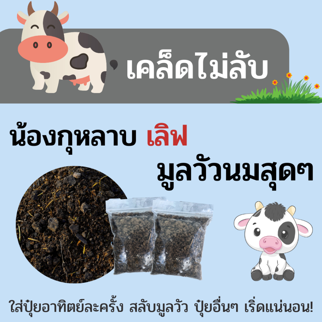 1ฟรี1 ใส่ได้กับทุกพืช ปุ๋ยคอกมูลวัว อินทรีย์ที่บำรุงได้ทุกพืชจากมูลวัวปุ๋ยคอกวัวนม