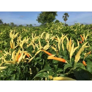 เมล็ดพันธุ์พริกเหลืองพัทลุงเเท้ 300-400 เมล็ด39 บาท โปรซื้อ 5 แถม 3 ซอง