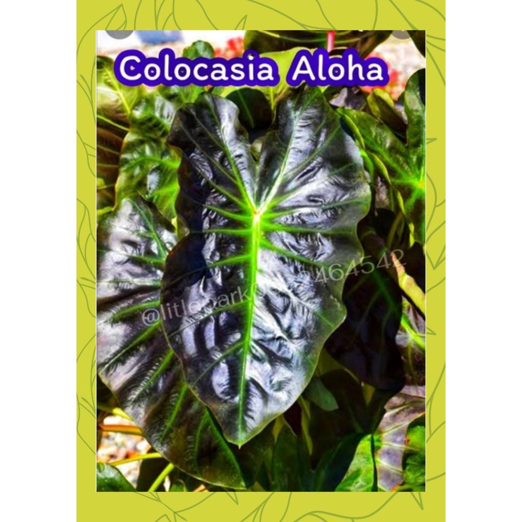 โคโลคาเซีย​ อโลฮ่า​ Colocasia​ Aloha​ ไม้มงคล ต้นไม้​ บอนนอก​ บอนสี​ ต้นไม้สีดำ​ ฟอกอากาศ​ ดิน​ ปุ๋ย​ สวน​ แต่งบ้าน