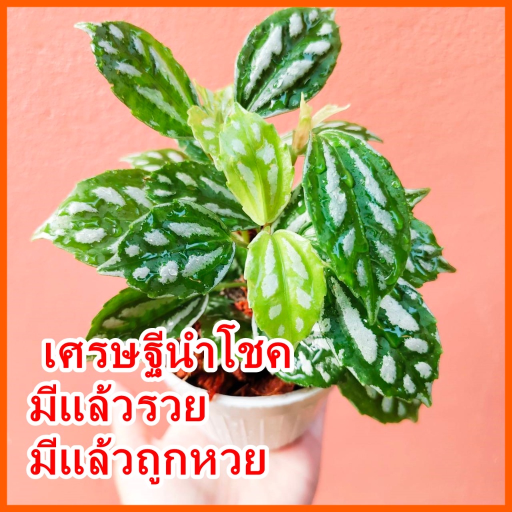 เศรษฐีนำโชค ตั้งในบ้าน โต๊ะทำงาน ต้นไม้ฟอกอากาศ กระถางขาว พร้อมตั้ง