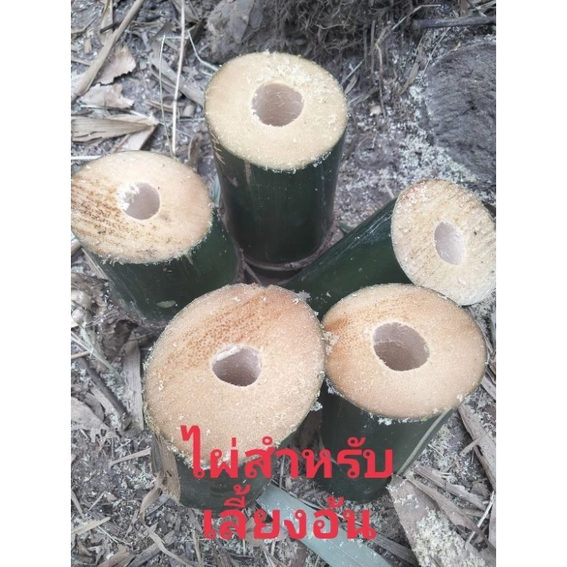 ไผ่ตัดท่อนสำหรับเลี้ยงตัวอ้น หนู สัตว์ฟันแทะ ไผ่กิมซุงตัดสดตามออเดอร์3ก.ก.50บาท