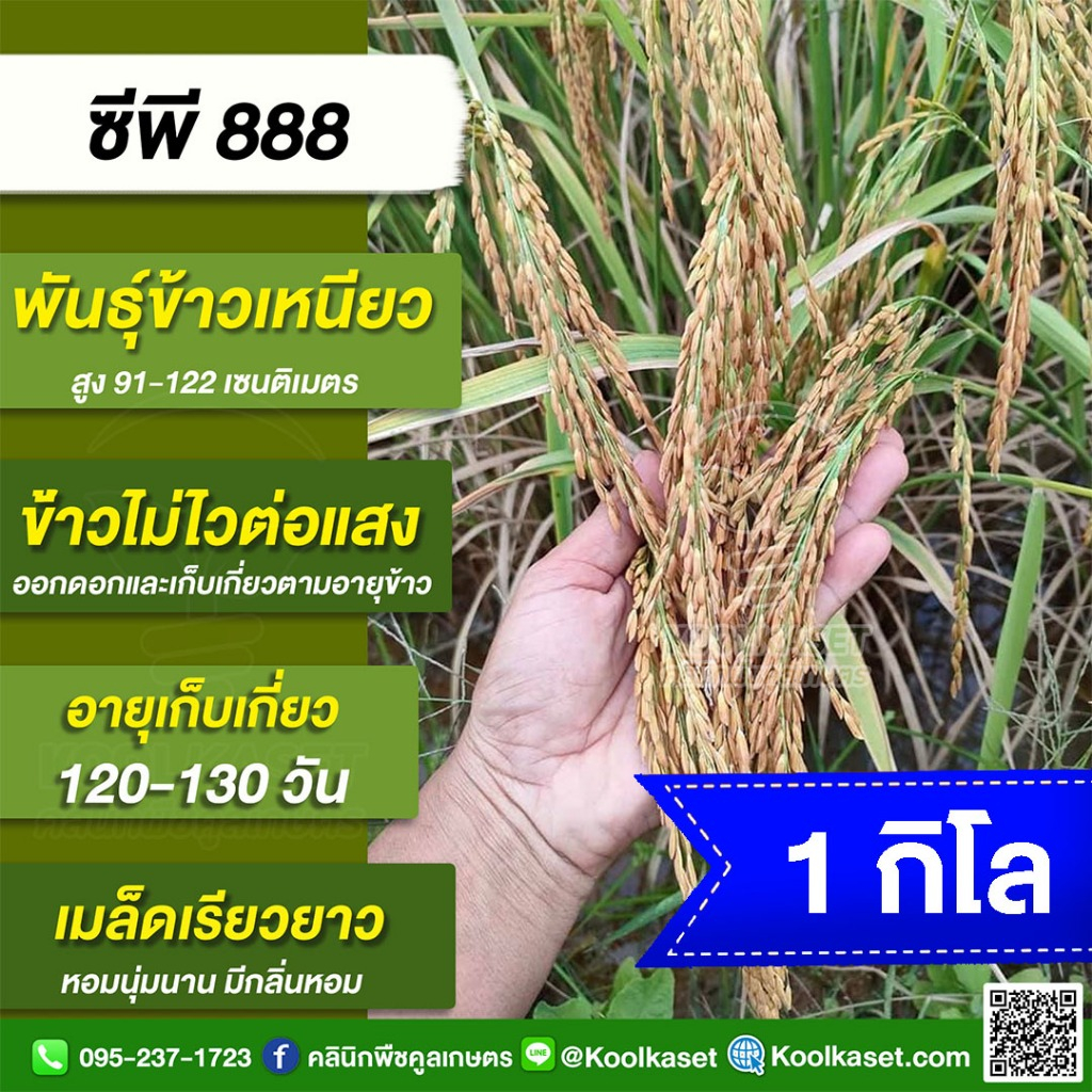 พันธุ์​ข้าว ทดลองปลูก CP888 ซีพี888 นาปี นาปรัง ไม่ไวแสง อายุ 110-130 วัน บรรจุ 1 กก. พร้อมปลูก คูลเกษตร KR28.1