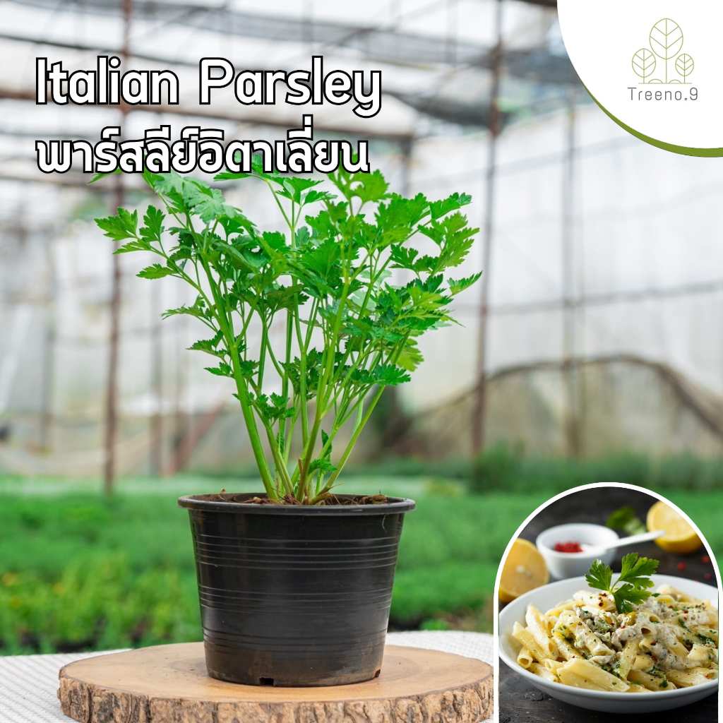 Treeno.9 T470 พาร์สลีย์ อิตาเลี่ยน (Parsley) ส่งแบบ กระถาง 6 นิ้ว สูง 30-40 ซม. สมุนไพร นิยมนำมาตกแต่งหรือประกอบอาหาร