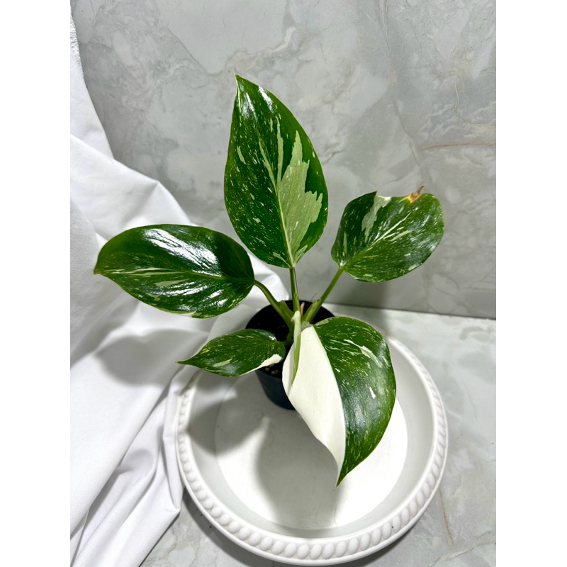 Philodendron white wizard marble/Philodendron white wizard