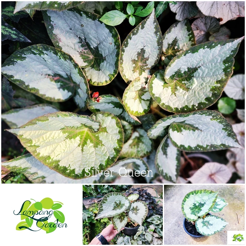👑ต้นบีโกเนีย Begonia Silver Queen กระถาง4และ6 นิ้ว ไม้กระถาง แต่งสวน👑