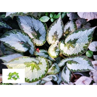 👑ต้นบีโกเนีย Begonia Silver Queen กระถาง4และ6 นิ้ว ไม้กระถาง แต่งสวน👑