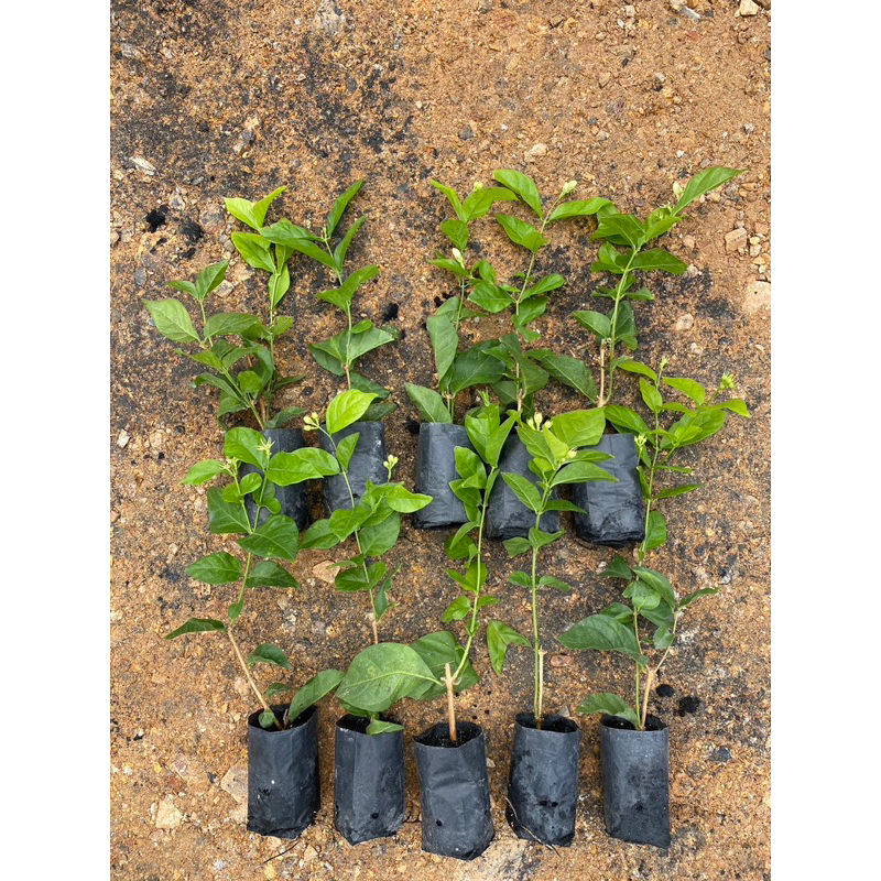 ต้นมะลิ ชุดละ 10 ต้น= 100 บาท รากแข็งแรง ปลูกง่าย ชอบแดดจัด พร้อมส่ง💥 jasmine tree set 10
