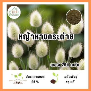 เมล็ดพันธุ์ หญ้าหางกระต่าย บรรจุ 200 เมล็ด