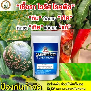 วัคซีนพืชป้องกันโรคพริกเน่า โรคกุ้งแห้ง ผลเน่า โคนเน่า ใบหยิก ใบเหลือง โรคพริก เชื้อรา เชื่อไวรัส โรคพืชในฤดูฝน ไคโตซาน