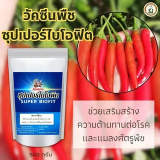 วัคซีนพืชป้องกันโรคพริกเน่า โรคกุ้งแห้ง ผลเน่า โคนเน่า ใบหยิก ใบเหลือง โรคพริก เชื้อรา เชื่อไวรัส โรคพืชในฤดูฝน ไคโตซาน