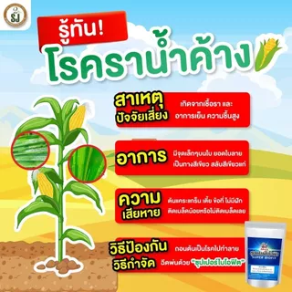 วัคซีนพืชป้องกันโรคพริกเน่า โรคกุ้งแห้ง ผลเน่า โคนเน่า ใบหยิก ใบเหลือง โรคพริก เชื้อรา เชื่อไวรัส โรคพืชในฤดูฝน ไคโตซาน