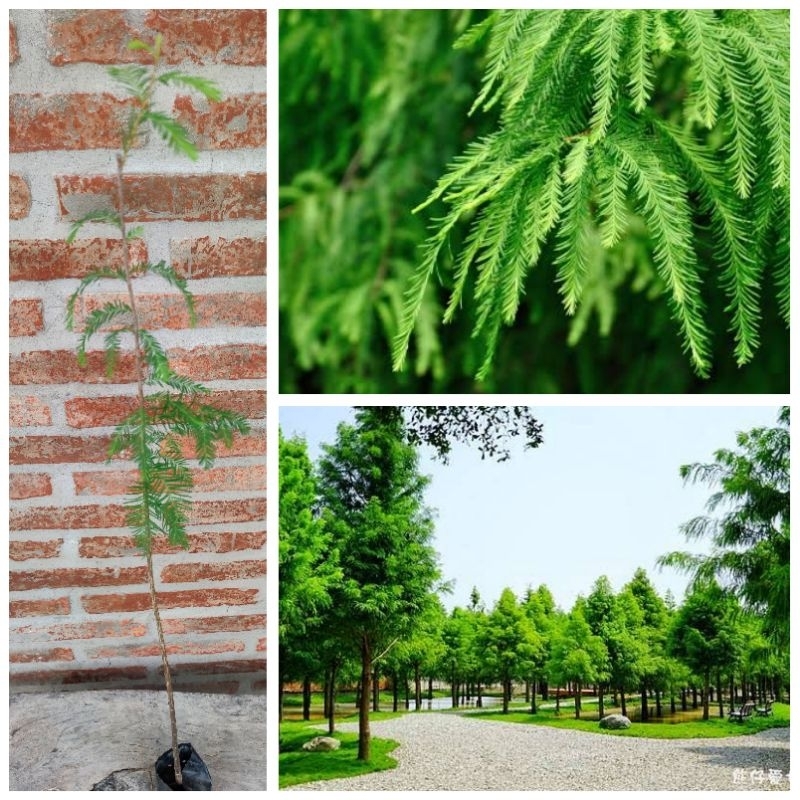 ต้นไซเปรสหัวล้าน รูปร่างของต้นไม้เหมือนต้นคริสต์มาส ใบไม้ก็สวยงามเหมือนขนนก