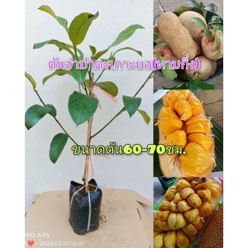 ต้นจำปาดะเกาะยอ(ทาบกิ่ง) ลูกดก รสหวาน เนื้อเยอะ ขนาดต้นพันธุ์ 60-70ซม.