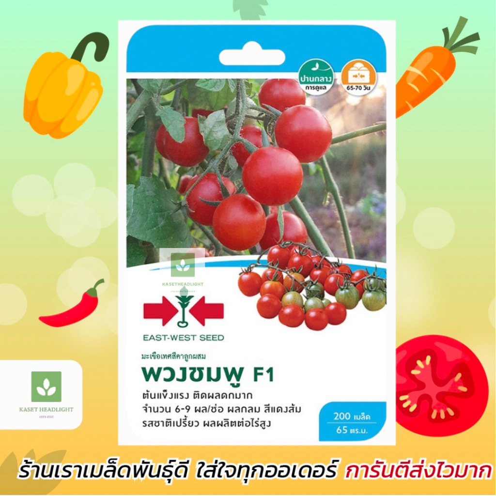 มะเขือเทศสีดา พันธุ์พวงชมพู ศรแดง มะเขือเทศ เมล็ดพันธุ์มะเขือเทศ