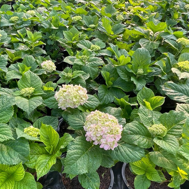 ต้นไฮเดรนเยีย พันธุ์เบา🌸 (ติดดอก) ขนาดถุง Hydrangea ม่วง/ฟ้า/ชมพู รูปที่ 7