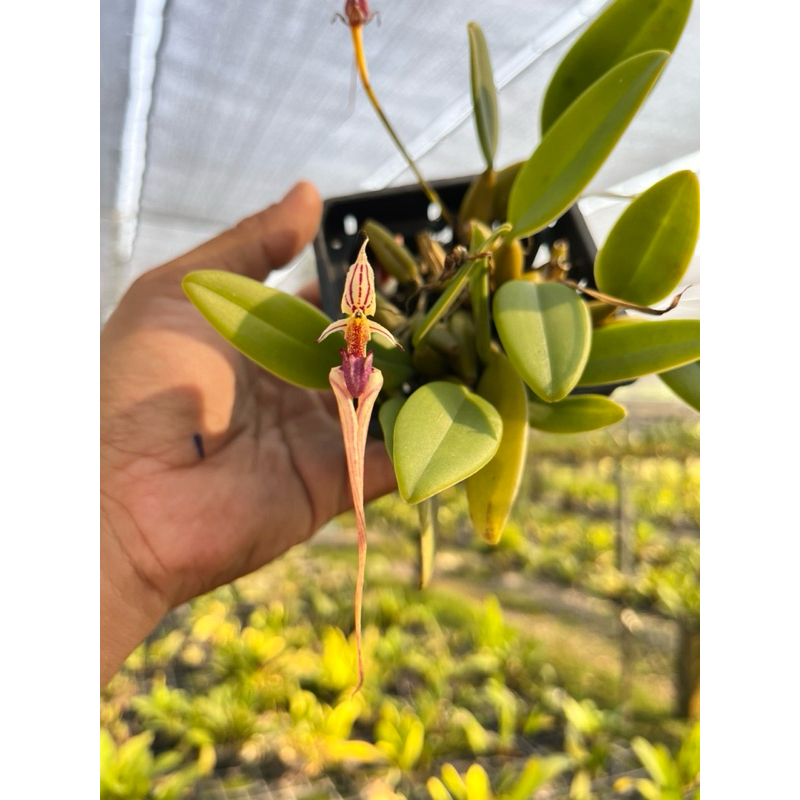 กล้วยไม้สิงโตหายาก เหยี่ยวเล็ก Bulbophyllum