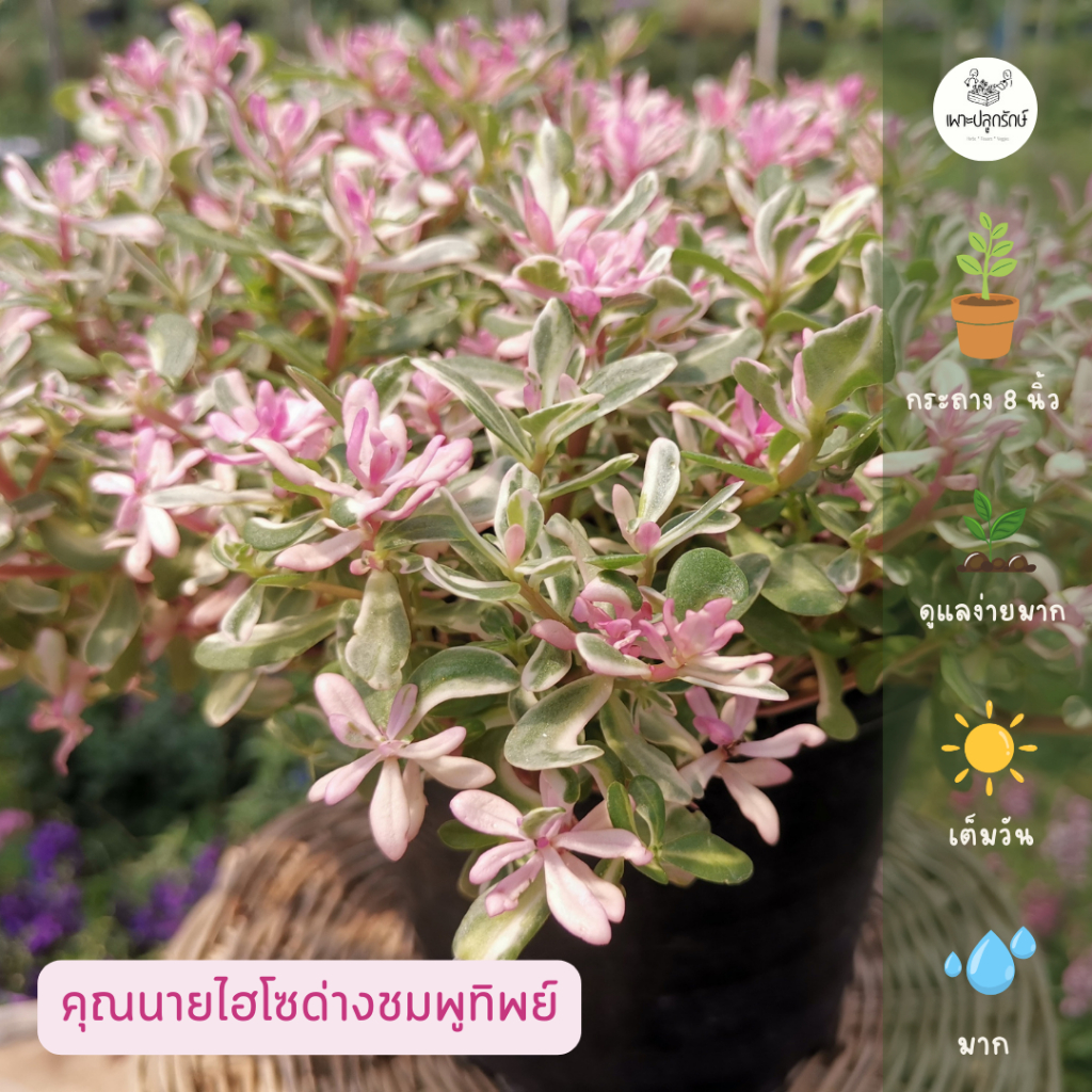ต้นคุณนายไฮโซด่าง ทิพย์ชมพู กระถาง 8 นิ้ว พุ่มใหญ่ ไม้ใบประดับ ไม้แดด