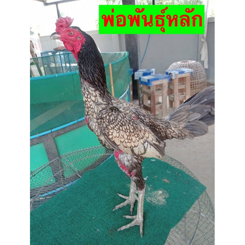 ไข่เชื้อไก่ชน เยียร์  ฟองละ 40 บาท