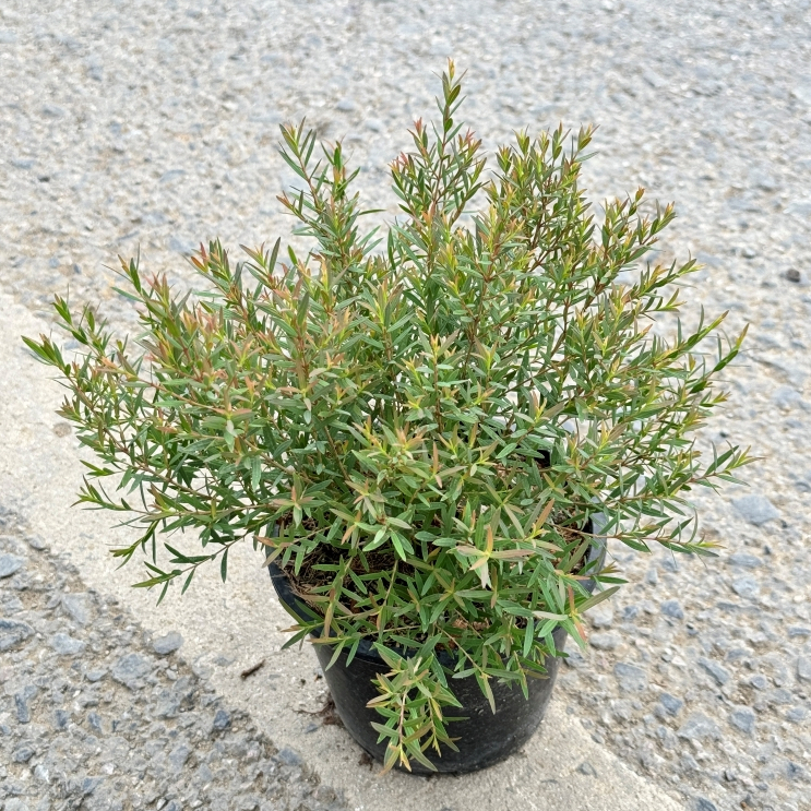 มุมมอง 2