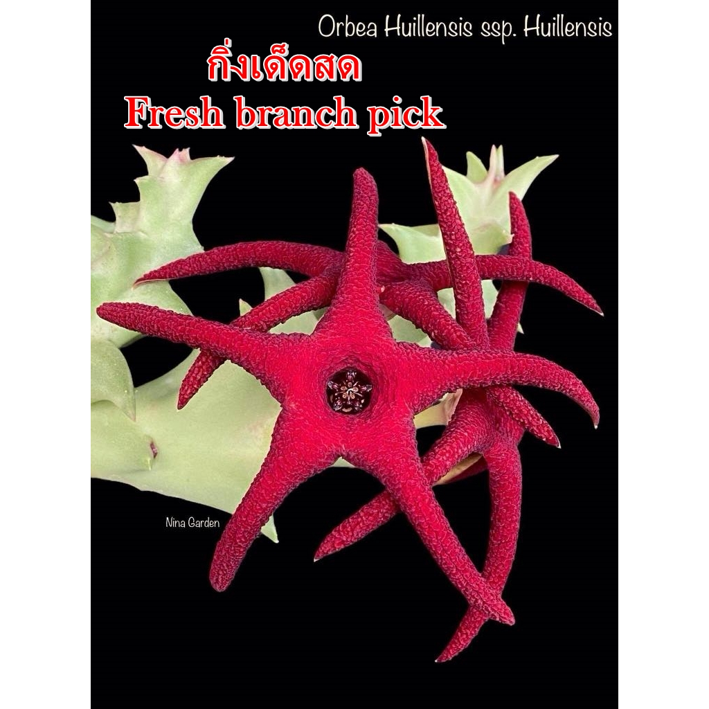เก๋งจีน Orbea Huillensis ssp. Huillensis *กิ่งเด็ดสด* แคคตัส ไม้อวบน้ำ Cactus and Succulent