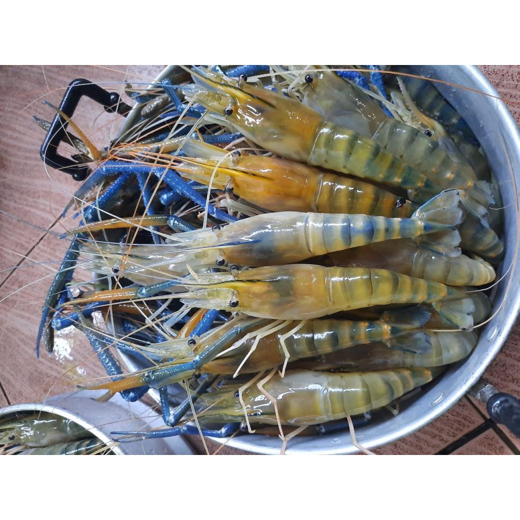 กุ้งแม่น้ำสดจากฟาร์ม กุ้งเมียไข่ มันเยอะๆ มี3ไซส์ให้เลือกค่ะ (กุ้งสด/กุ้งก้ามกราม) เดอะซีไทยแลนด์กุ้