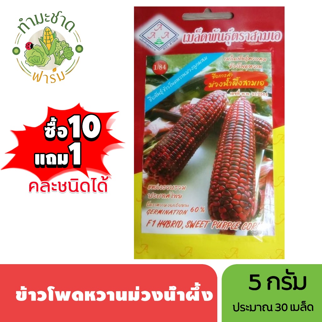 3A (ซื้อ10แถม1) เมล็ดพันธุ์ ข้าวโพดหวานม่วงน้ำผึ้ง ขนาด5กรัม ประมาณ30เมล็ด SWEET PURPLE CORN ข้าวโพดหวานสีม่วง