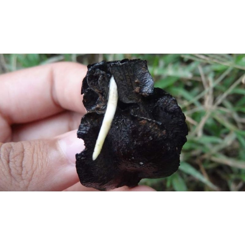 ต้นยางนา​ เมล็ดยางนา50เมล็ดขึ้นราก70บาทนะคะแห้ง100เมล็ด70ค่ะ🌳🌱