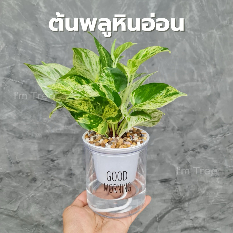 ต้นพลูหินอ่อน พร้อมกระถางรดน้ำอัตโนมัติ แถมหินฟรี
