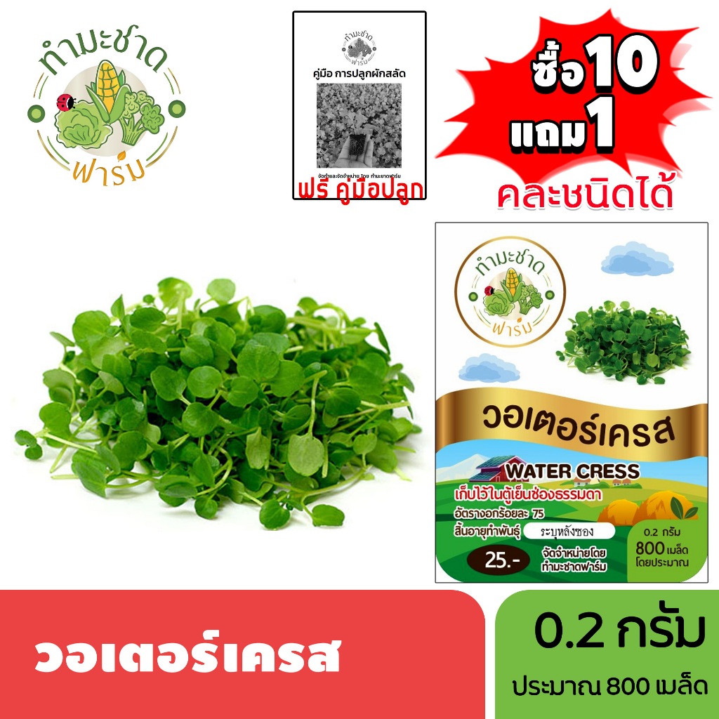 ทำมะชาดฟาร์ม (ซื้อ10แถม1) เมล็ดพันธุ์ วอเตอร์เครส ขนาด0.2กรัม ประมาณ800เมล็ด WATER CRESS ผักสลัด เมล็ดพันธุ์พืช เมล็ดผัก