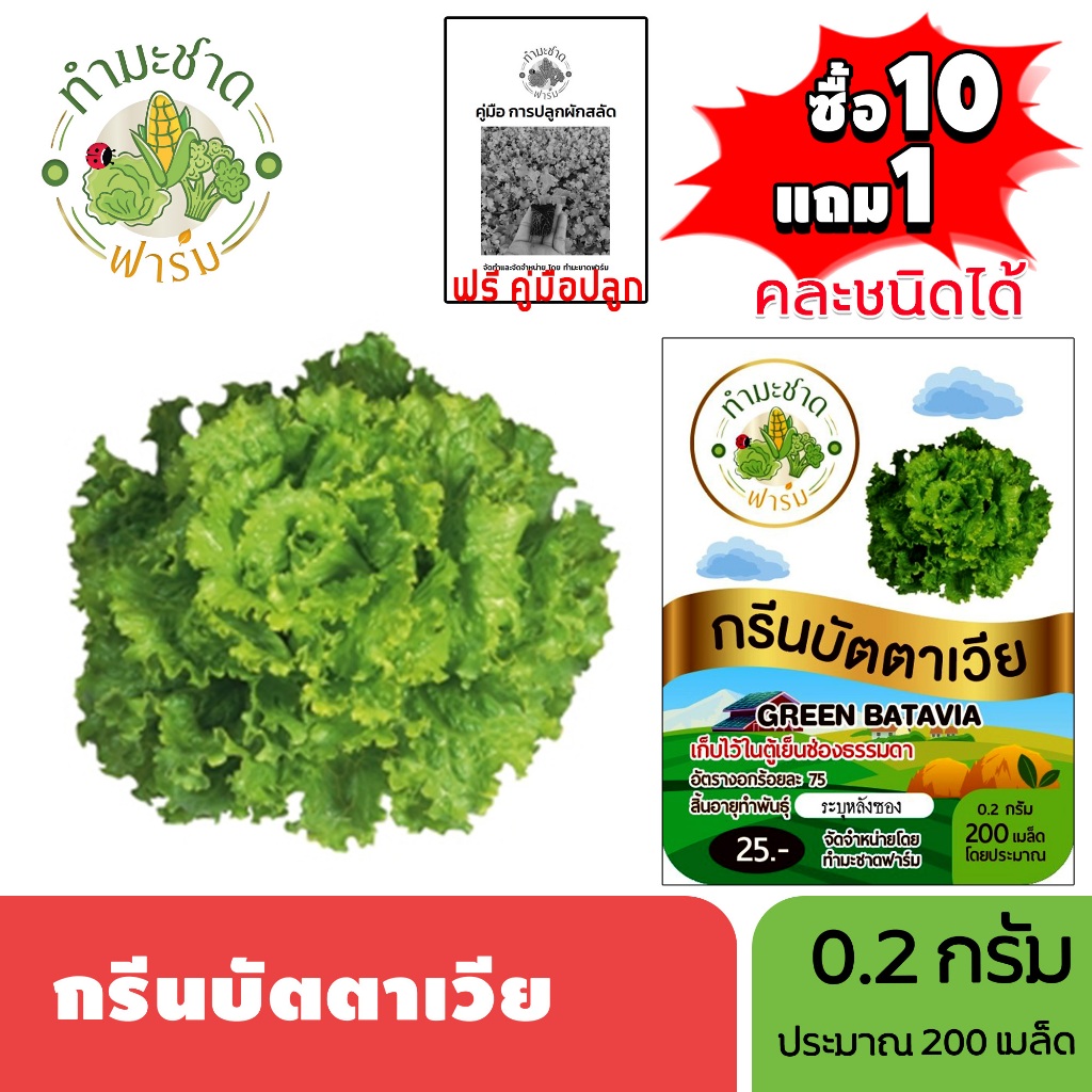 ทำมะชาดฟาร์ม (ซื้อ10แถม1) เมล็ดพันธุ์ กรีนบัตตาเวีย ขนาด0.2กรัม ประมาณ200เมล็ด GREEN BATAVIA ผักสลัด เมล็ดพันธุ์พืช