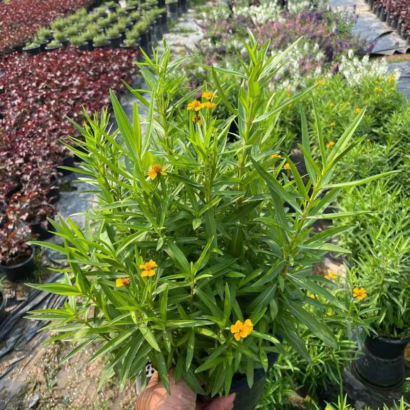 ทาร์รากอน Tarragon 🌼 มีกลิ่นหอม รสเผ็ดร้อน กระถาง 8 นิ้ว สมุนไพรฝรั่ง