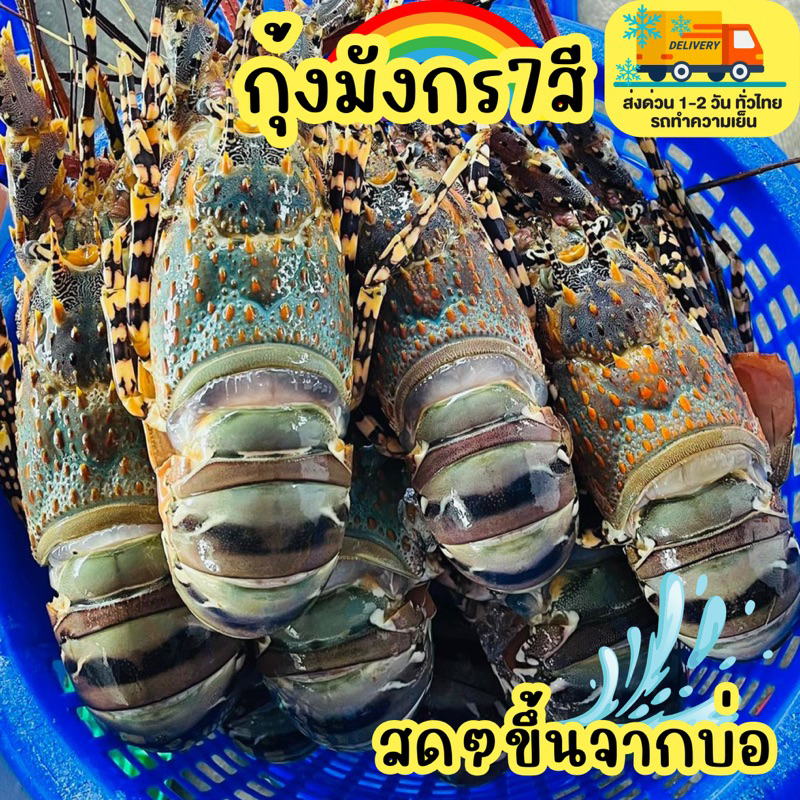 กุ้งมังกร 7 สี กุ้งมังกรเจ็ดสี กุ้งมังกรภูเก็ต เกรดสดปากบ่อ