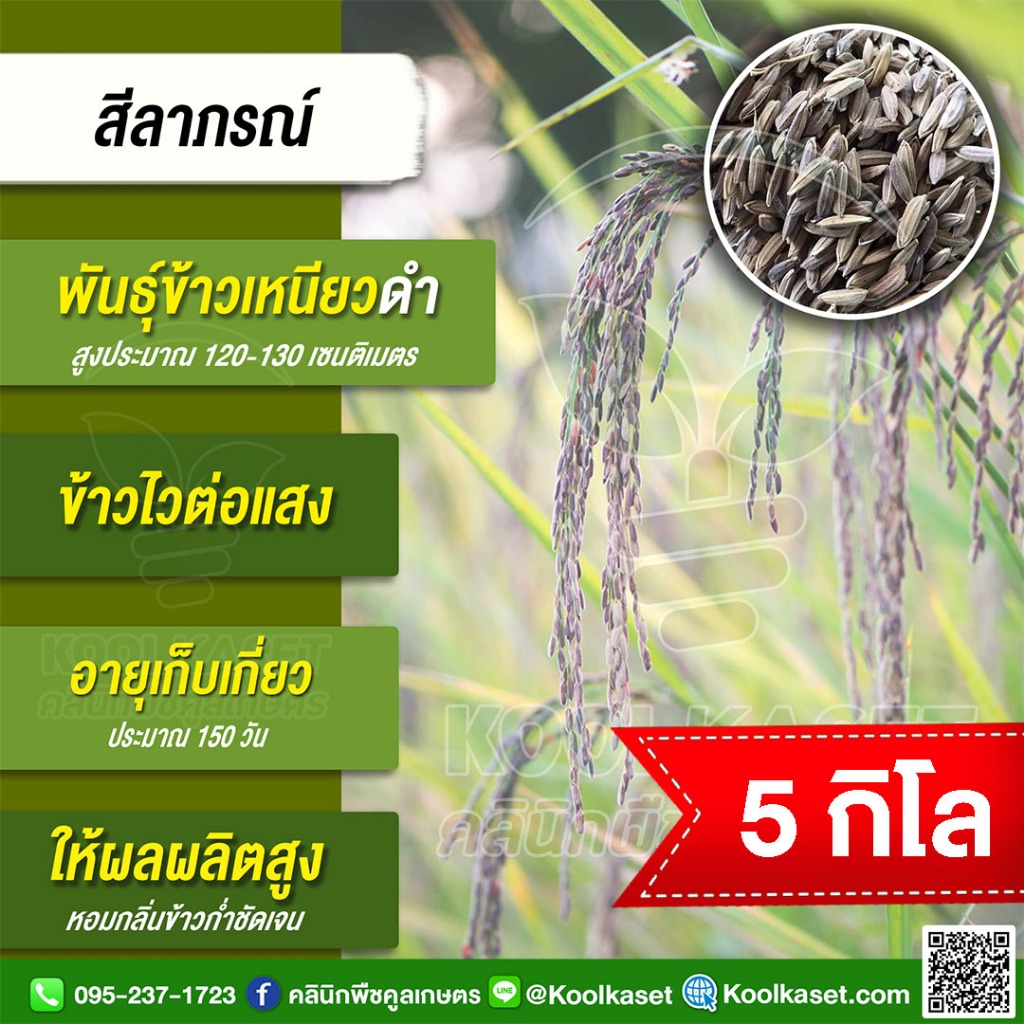 เมล็ดพันธุ์​ข้าว ข้าวเหนียวดำ ข้าวก่ำ สีลาภรณ์ ข้าวหนัก นาปี ไวแสง นุ่ม กลิ่นหอม 5 กก. คูลเกษตร KR73