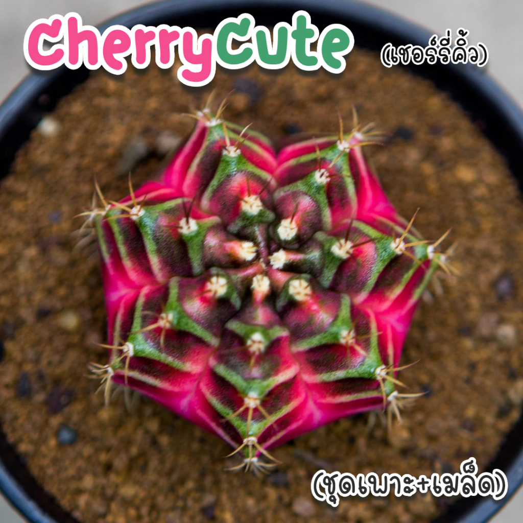 ชุดเพาะเมล็ด ❗️จำนวนจำกัด❗️ CherryCute(เชอร์รี่คิ้ว) 🌵กระบองเพชร/แคคตัส 🌵