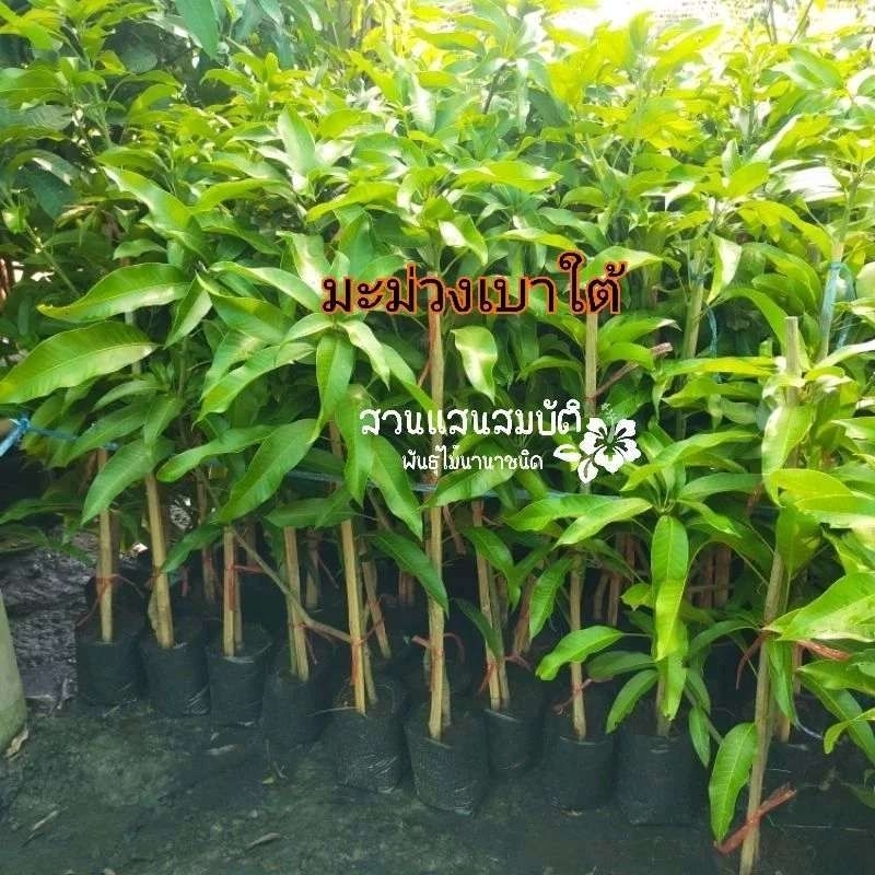 ต้นมะม่วงเบาใต้ (ต้นทาบกิ่ง) ขนาดต้นสูง 80-150 เซนติเมตร
