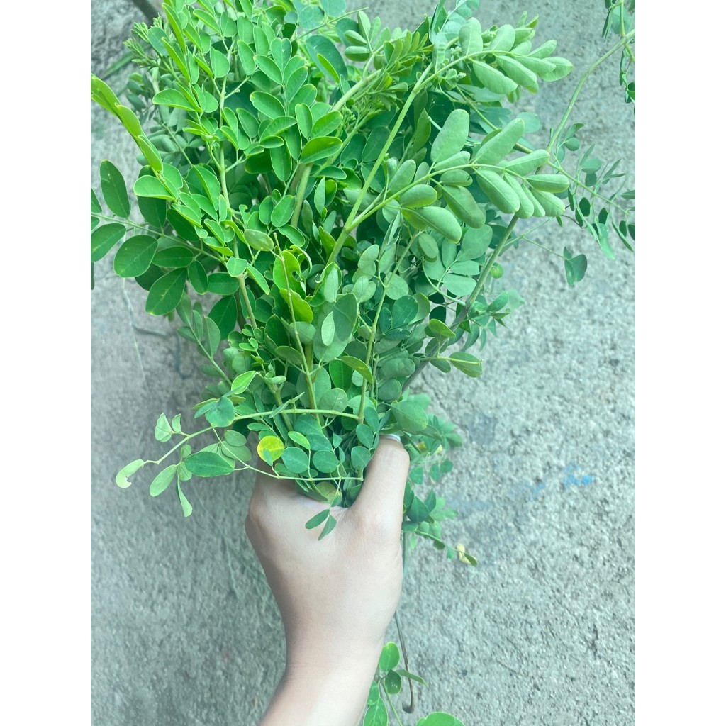 ใบมะรุม 1 กก 1kg  99บาท เก็บสดจากสวน  ใบมะรุม สรรพคุณสุดเด็ด จัดว่าเป็นซูเปอร์ฟู้ด Moringa หรือ Malunggay leaves