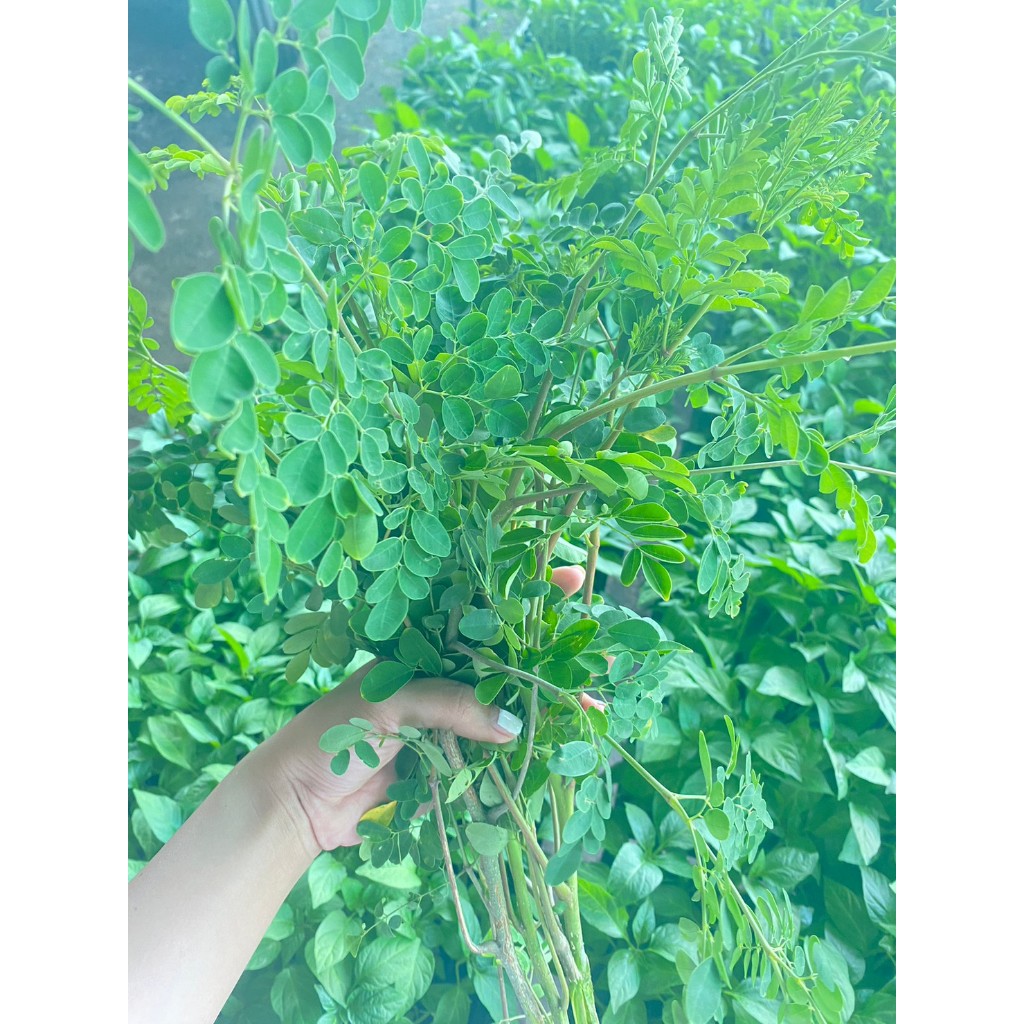 ใบมะรุม เก็บสด 1kg 99บาท Moringa Malunggay leaves
