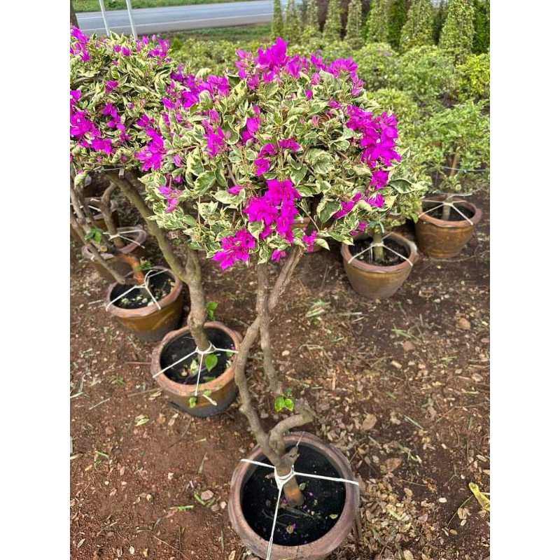 เฟื่องฟ้าสีชมพูใบด่าง1 ต้น 1 ถุงดำใหญ่สูงประมาณ 20-30ซม. ราคา ถูกที่สุด ดีลบีเคเค แกลเลอรีภาพที่ 2