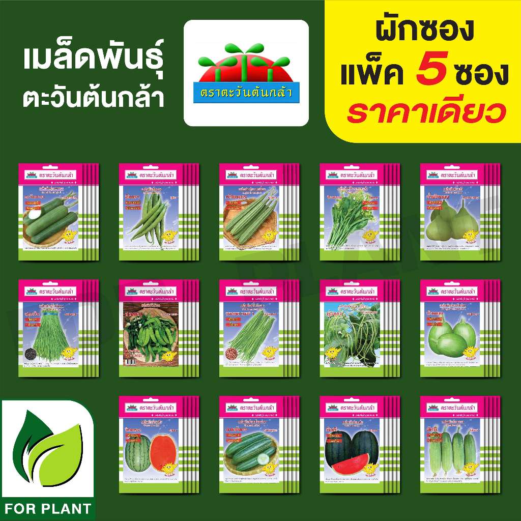 เมลล็ดพันธุ์ ผักซอง ตะวันต้นกล้า SP แพ็คชนิดละ 5 ซอง ราคา 38 บาท (คละชนิดได้กดใส่ตะกล้าไว้ก่อนแล้วค่อยกดยืนสั่งซื้อ)