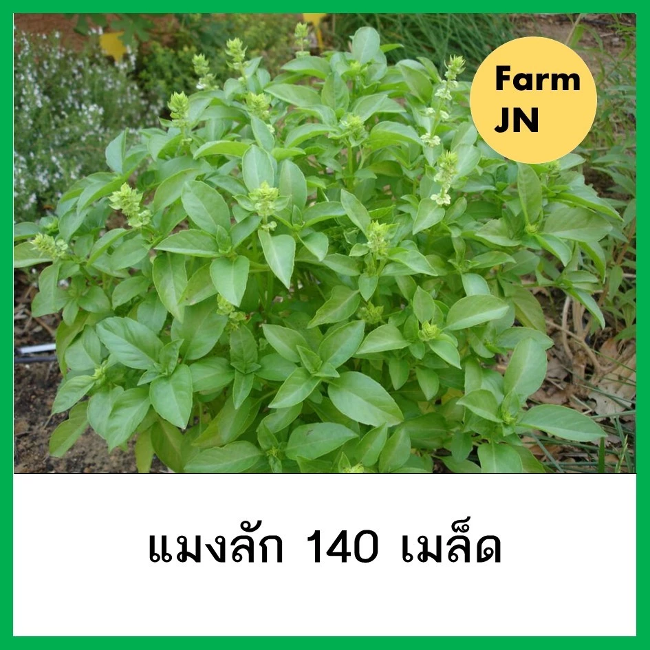 เมล็ดผักแมงลัก เมล็ดผักสวนครัว เมล็ดผัก5บาท