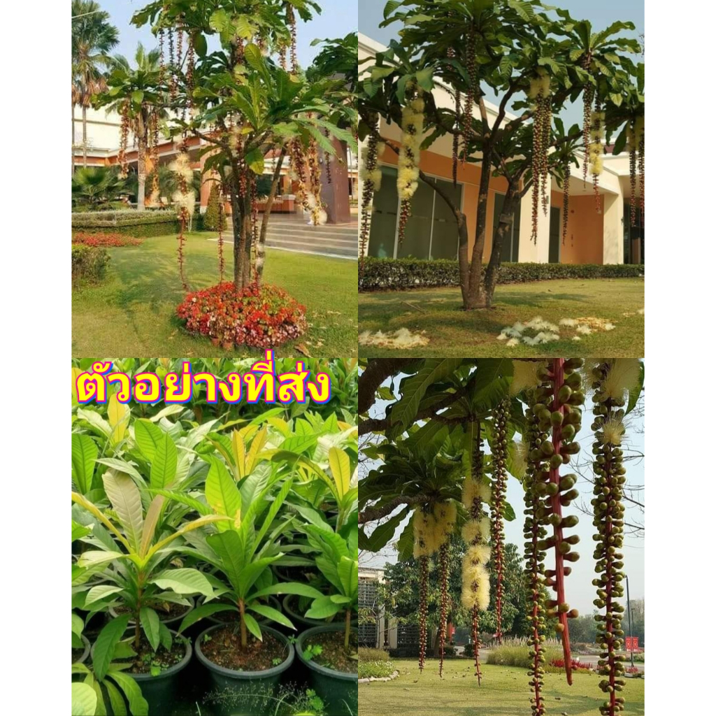 (1ต้น) สูง 60-70cm ต้น จิกเศรษฐี ต้นจิกเศรษฐี  ชำกิ่ง / Natthaphong