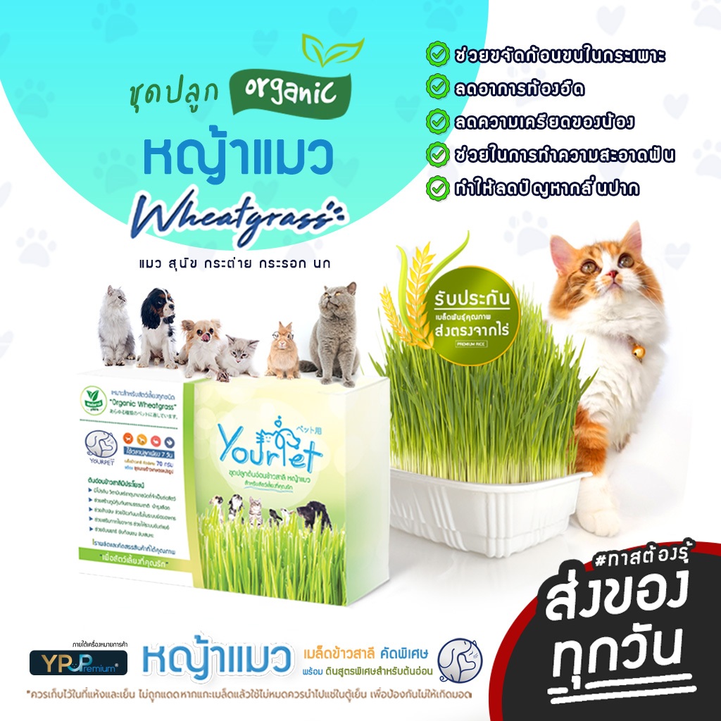 หญ้าแมว ชุดปลูกต้นอ่อนข้าวสาลี ข้าวสาลีสำหรับ หมา แมว หนู กระต่าย นก และสัตว์กินหญ้าอื่นๆ