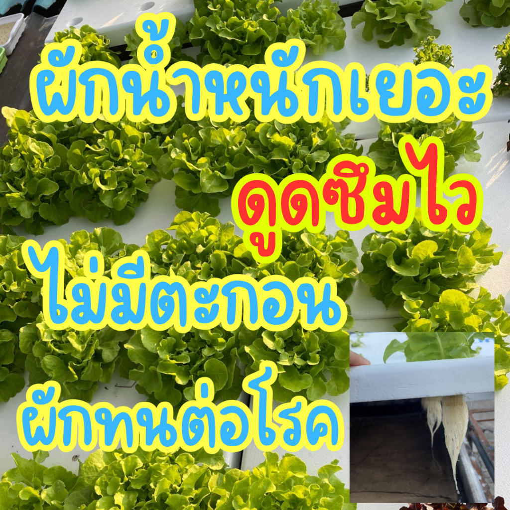รูปภาพ 3