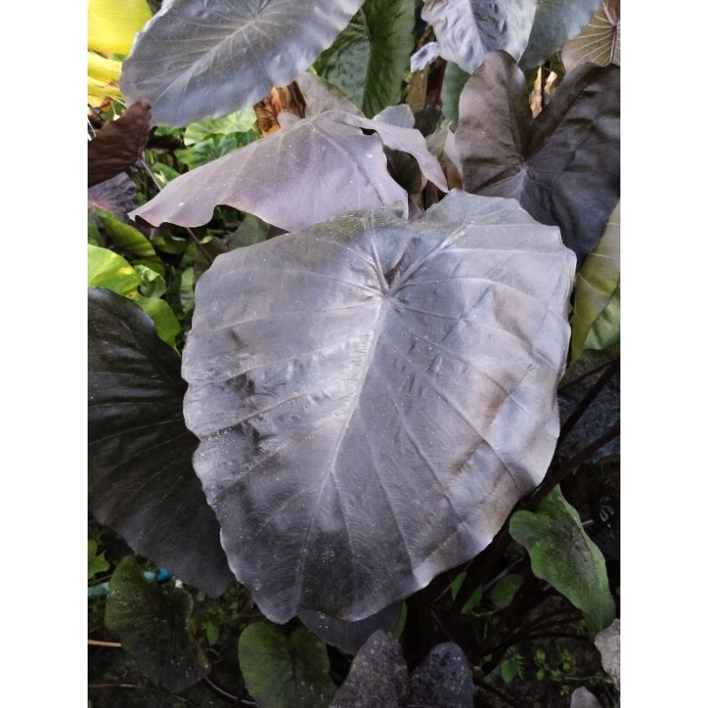 ( โคโลคาเซีย แมงกระพรุนดำ ) Black jellyfish ตัดสด ราคาถูก สุดคุ้ม